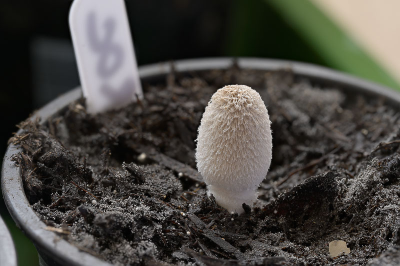 Coprinopsis cinerea
